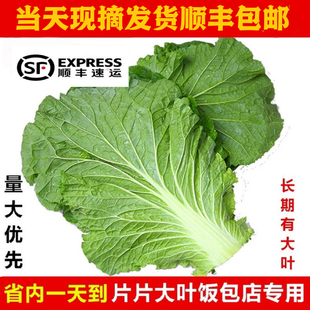 辽宁东北商用100片打包叶子叶菜类蔬菜莼菜包饭菜叶新鲜青菜白菜