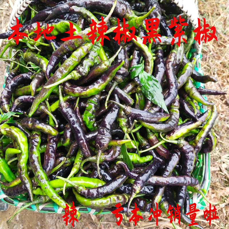 襄阳本地辣椒农家自种薄皮紫椒土辣椒黑辣椒现摘