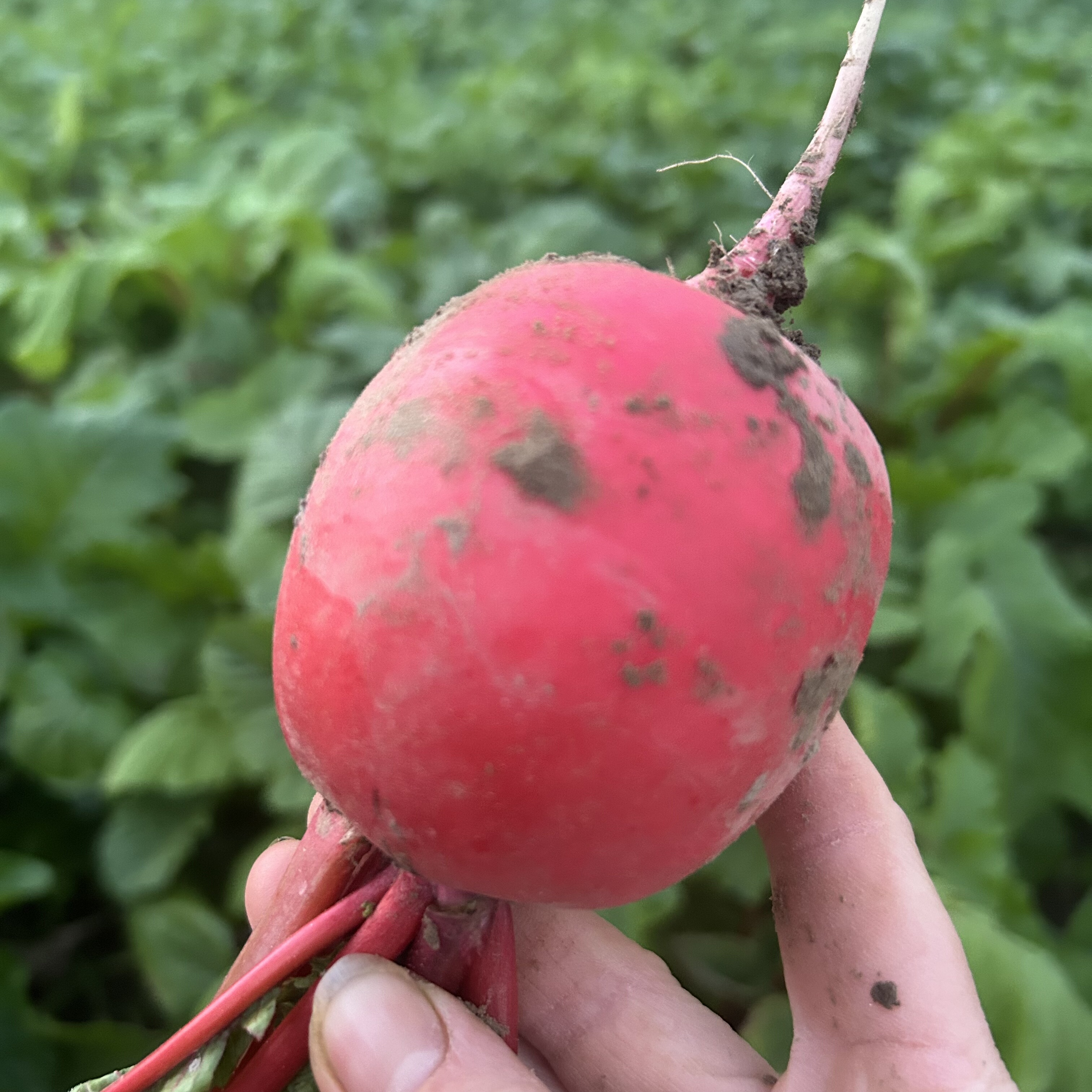 襄阳农家自种新鲜红皮萝卜白肉老品种萝卜新鲜拔,水产肉类/新鲜蔬果/熟食,其它,淘宝优惠券,粉丝福利购,淘宝优惠卷