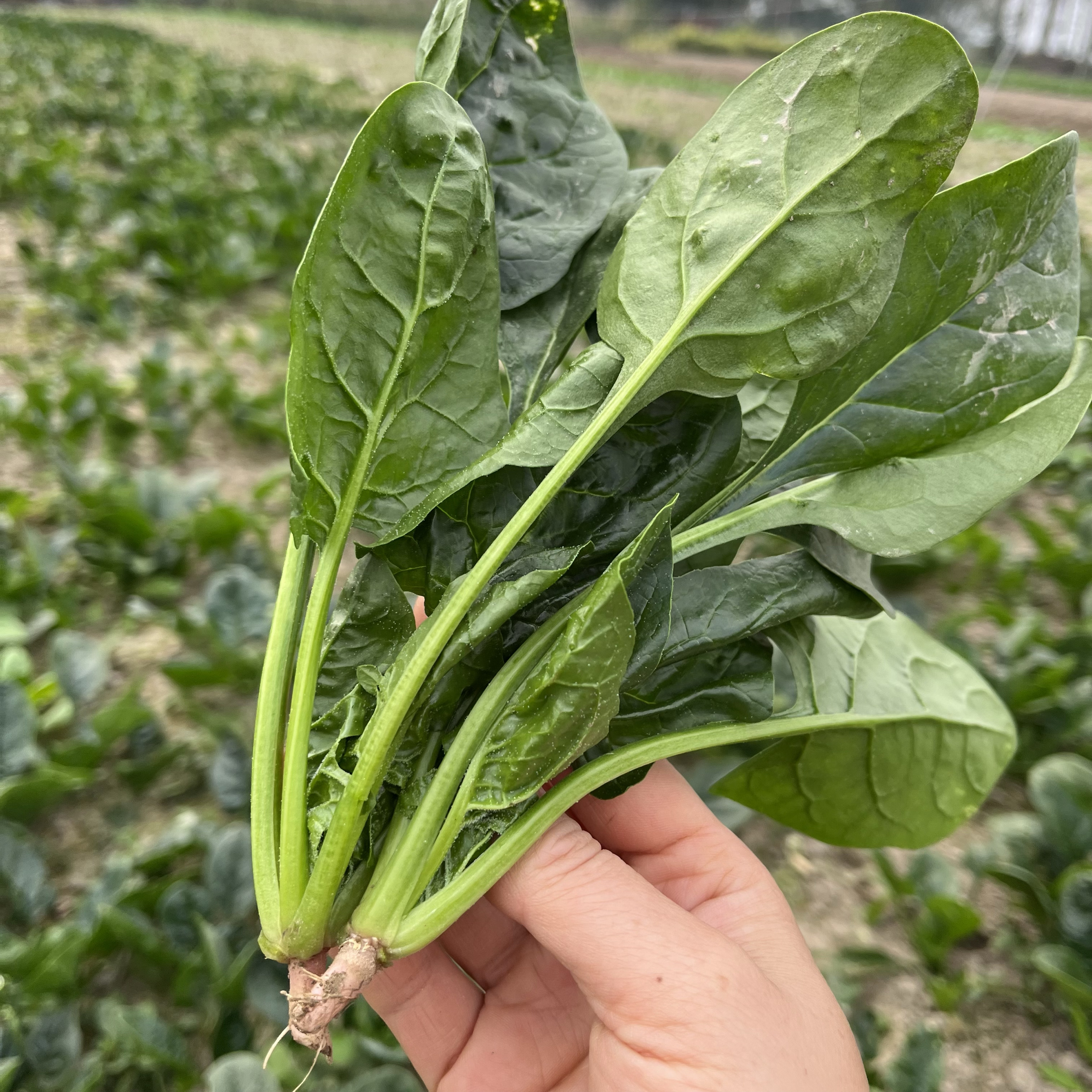 新鲜菠菜绿色时令蔬菜菠菜农家自种青菜红根菠菜大叶菠菜
