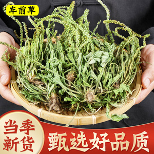 {今日活动价}整株带穗车前草500g