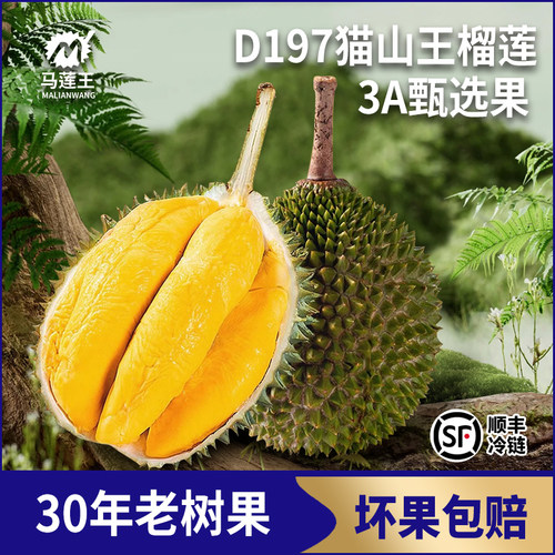 马莲王猫山王D197液氮锁鲜