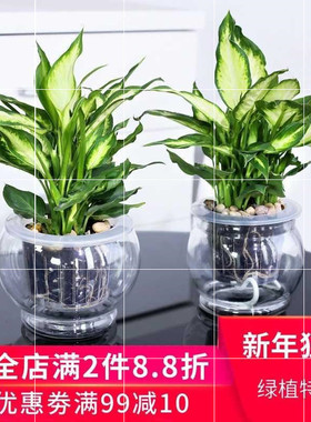 速发Evpr ree plats ped offe eurify r greegplat