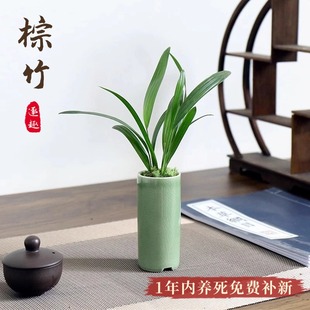 速发绿竹盆栽办公好桌面棕植室养活室内盆景植物花九里香鸭脚木竹