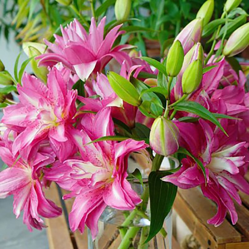 速发重瓣百合花绿球四季开盆室内台好养花栽多年生花卉种植