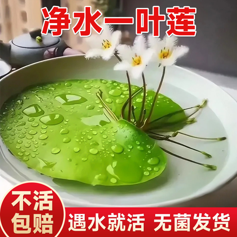 速发一叶莲造培植物室内鱼缸水草水景挺水植物碗莲睡莲水养好养活
