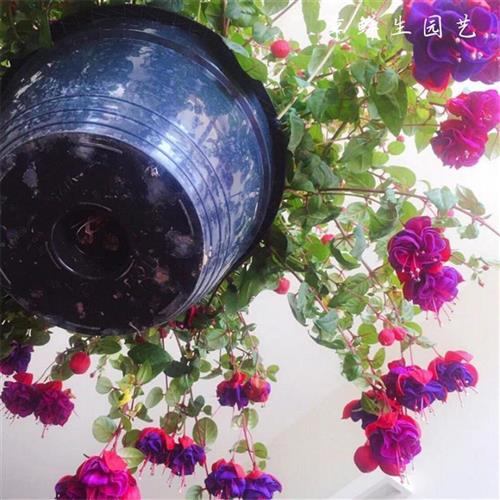速发倒挂金瓣花苗重钟灯笼花带种海棠四季开花花苞大庭院花台卉盆