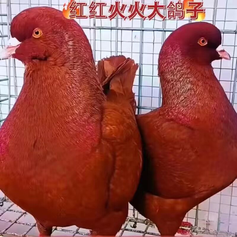 速发巨型纯种正宗元宝鸽子活公母一对大体种鸽观赏肉鸽包下蛋包邮