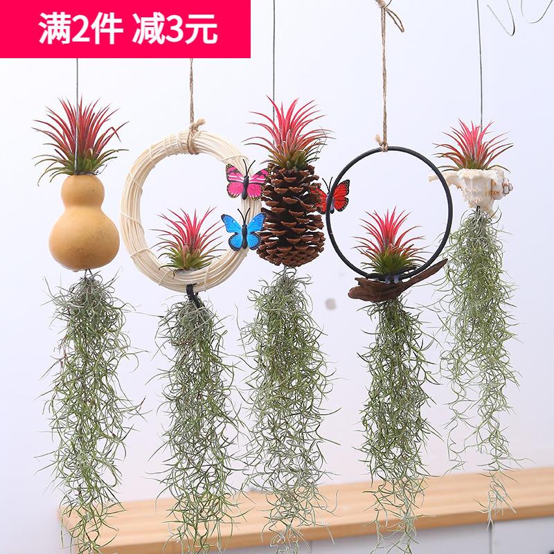 速发空气松梨无土植物老人须空植草凤萝墙壁吊挂室内垂吊绿气花草