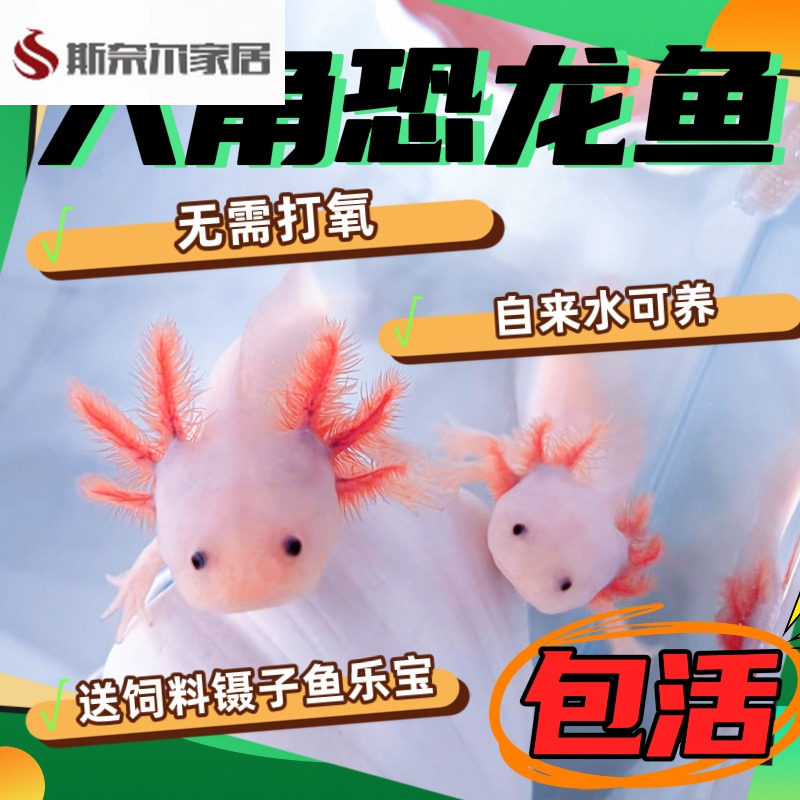 速发六角恐龙鱼蝾螈水鱼鱼冷观鱼淡水赏无需打氧颜值高可爱好养新
