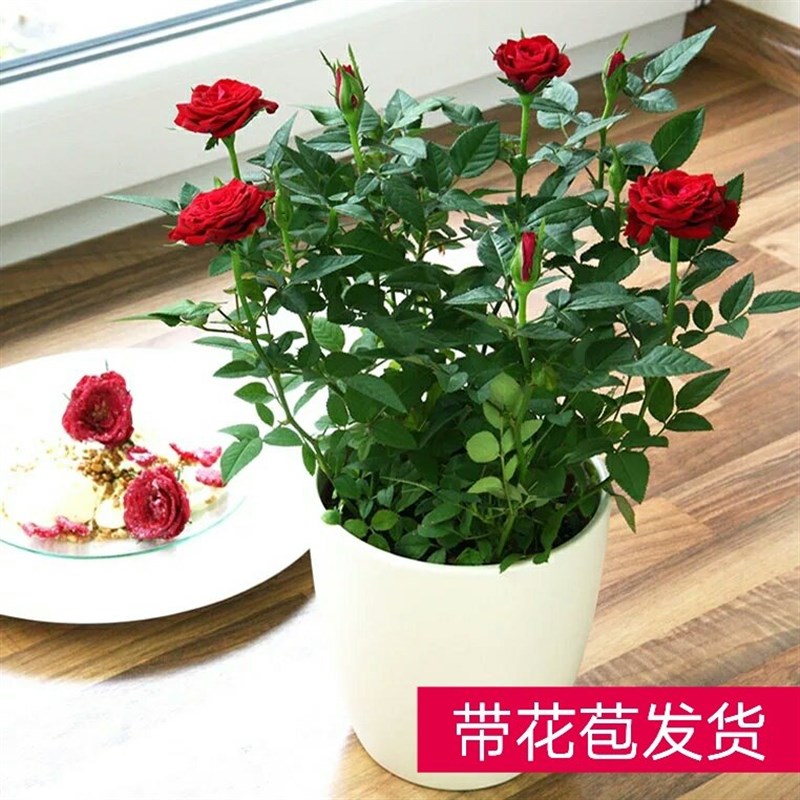 速发欧洲月季 一盆三颗养季苞 迷你玫瑰花苗盆栽四花开 花台