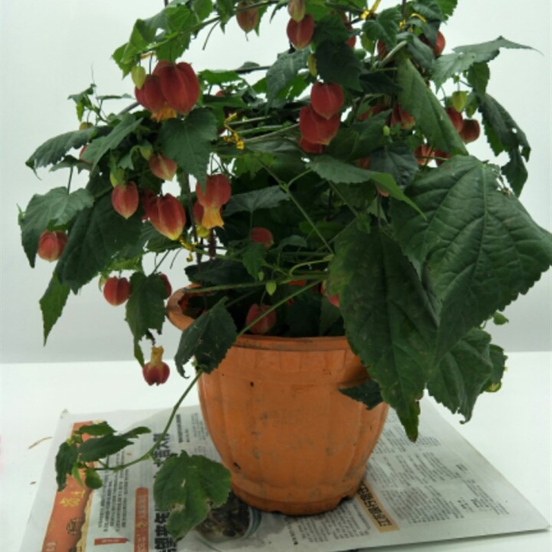 速发灯笼花苗倒挂金钟蔓性风玲花苗开藤季物四植爬花室内攀爬常青