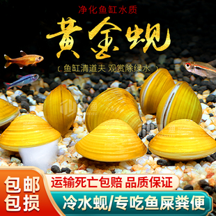 黄金蚬小河蚌溪蚬河蚬活体淡水冷水原生宠物小型水族除藻观赏螺