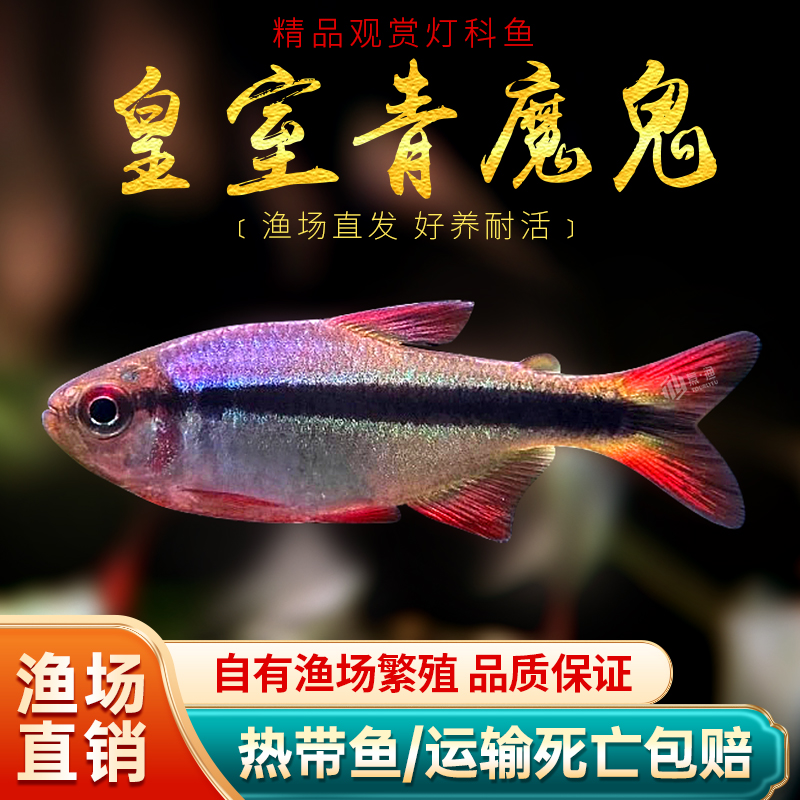 皇室青魔鬼灯鱼热带鱼草缸群游