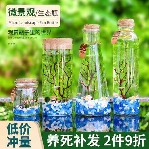 diy观赏鱼免换水玻璃缸生态瓶