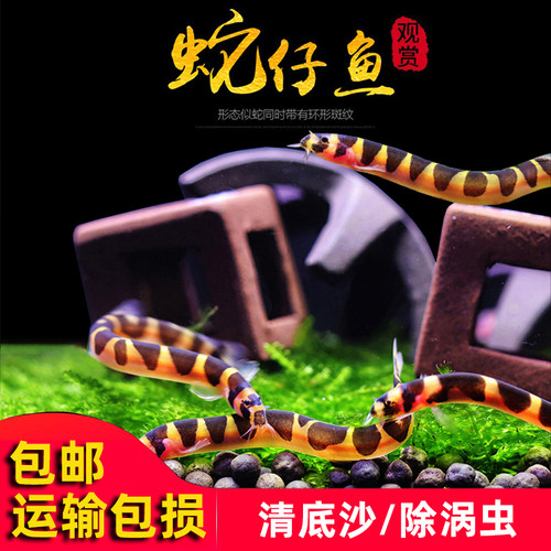 泥鳅食物活体涡虫热带鱼
