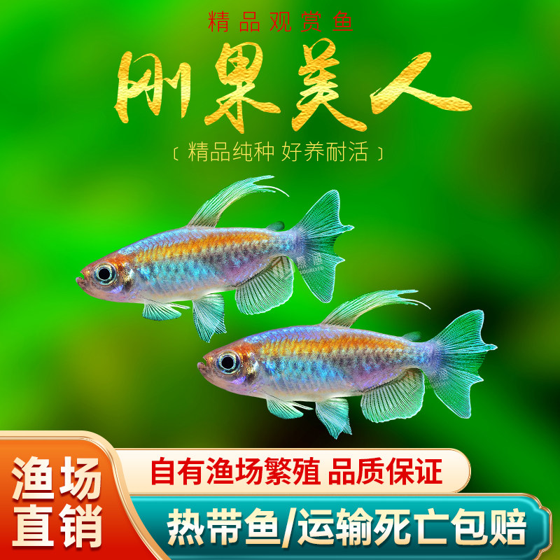 刚果美人鱼群游热带鱼图片