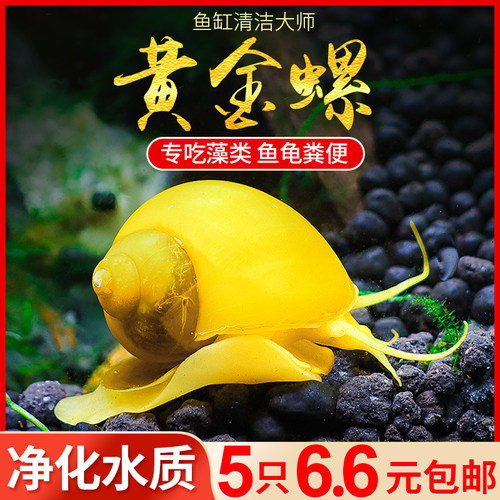 焘渔黄金螺清洁鱼缸除藻