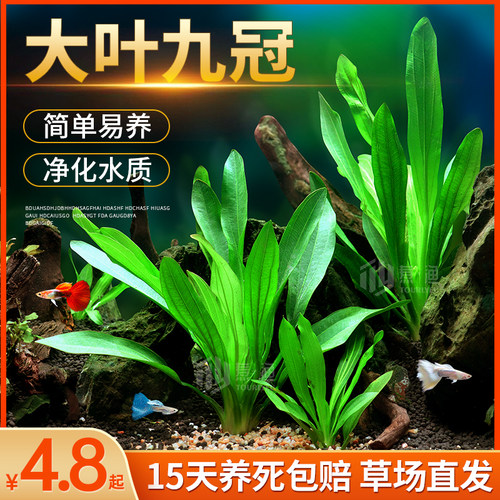 大叶九冠迷你九水草鱼缸造景装饰活体懒人淡水有茎类中后景阴性草