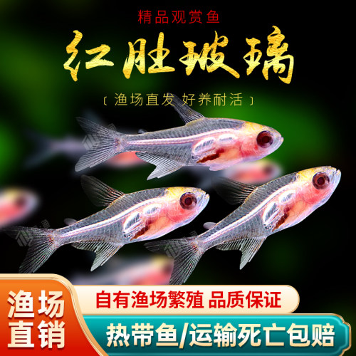 红肚玻璃灯淡水热带观赏鱼草缸群游透明霓虹七彩拉拉黄扯旗活体鱼