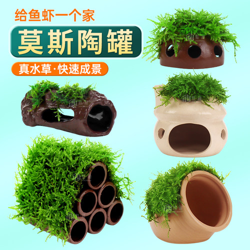 莫斯陶罐水草鱼缸造景真植物鱼虾躲避罐虾屋小摆件小鱼繁殖躲避屋