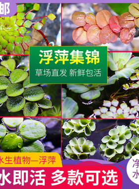 鱼缸造景肚兜浮萍水草圆心萍槐叶萍水边水草活体植物造景装饰真品