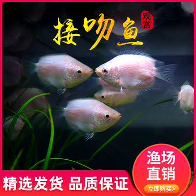 活体水族箱亲嘴鱼包邮