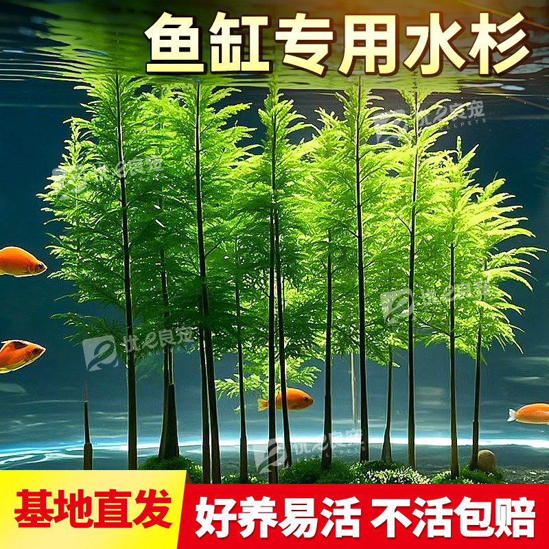 水杉鱼缸造景水培溪流缸盆栽盆景鱼池水生植物绿植室内外水草客厅