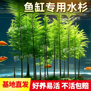 水杉鱼缸造景水培溪流缸盆栽盆景鱼池水生植物绿植室内外水草客厅