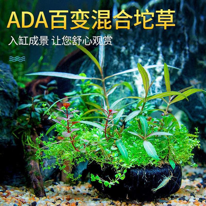 ADA百变混合坨草鱼缸造景活体懒人水草阴性增氧淡水植物观赏鱼草,宠物/宠物食品及用品,水草,淘宝优惠券,粉丝福利购,淘宝优惠卷