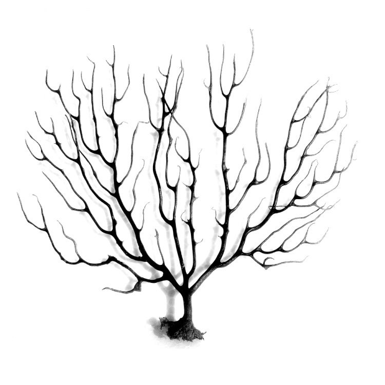 海树铁树鱼缸装饰壁画家居造景装饰海树 diy装饰海藻球生态瓶造景