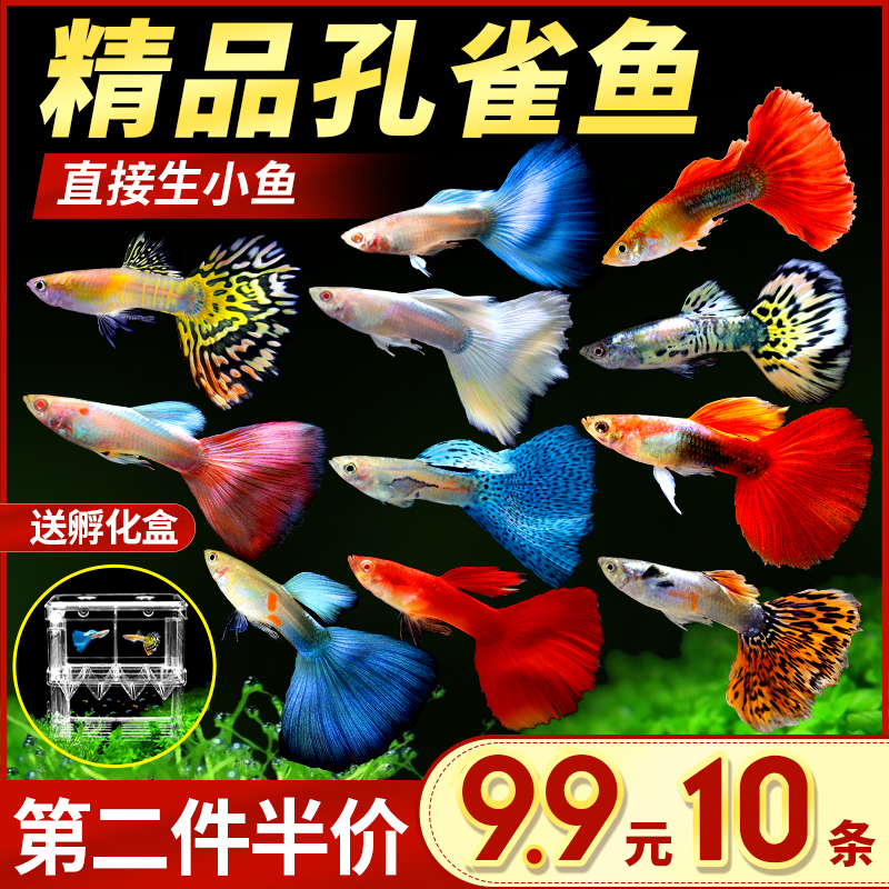 淡水活体礼服小型纯种热带观赏鱼