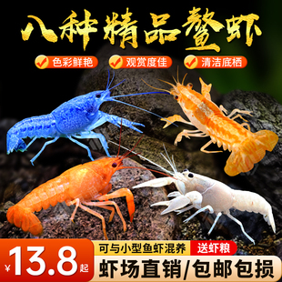 鳌虾观赏虾淡水冷水族耐活体宠物红白蓝色小龙虾火山原生天空蓝魔
