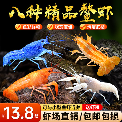 鳌虾观赏虾淡水冷水族耐活