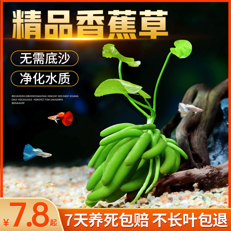 进口结蕉香蕉草水草活体水中叶懒人鱼缸造前景无需种植新手易养活