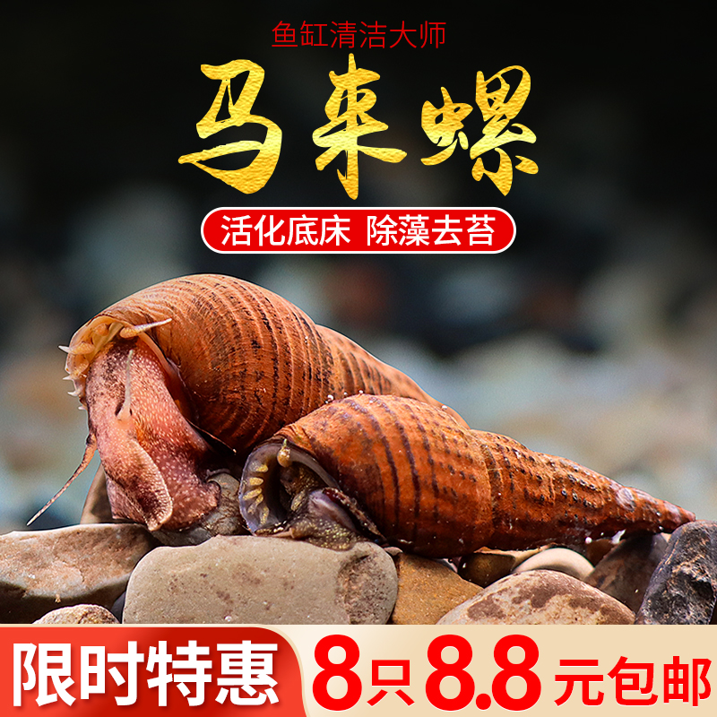 焘渔观赏螺活化底床除藻青苔