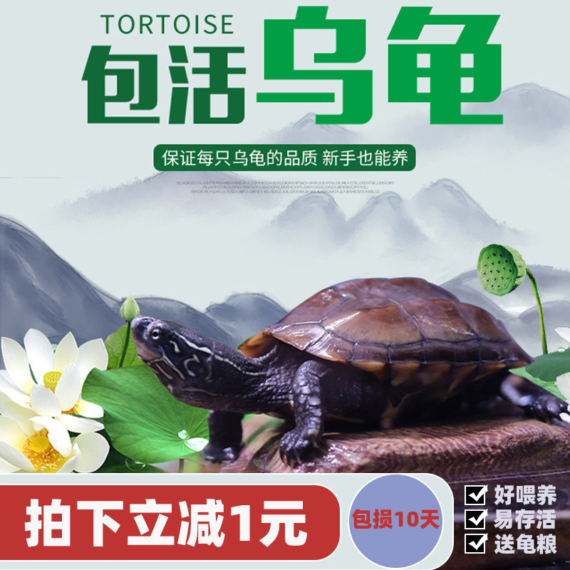 中华草龟 巴西龟小乌龟活体外塘长寿龟宠物水龟活物龟墨龟草龟苗