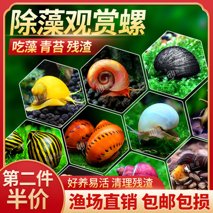 观赏螺活体除藻螺宠物螺淡水螺苹果螺斑马螺洋葱螺杀手螺工具螺