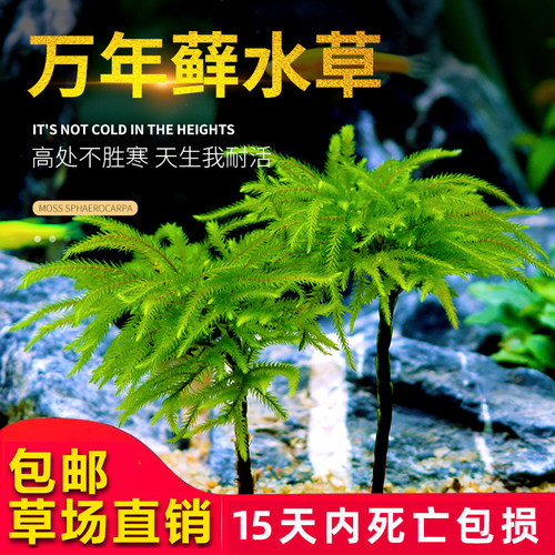 鱼缸水草鱼草万年藓水草活体耐活耐低温苔藓鱼缸水族箱生态瓶造景 - 封面