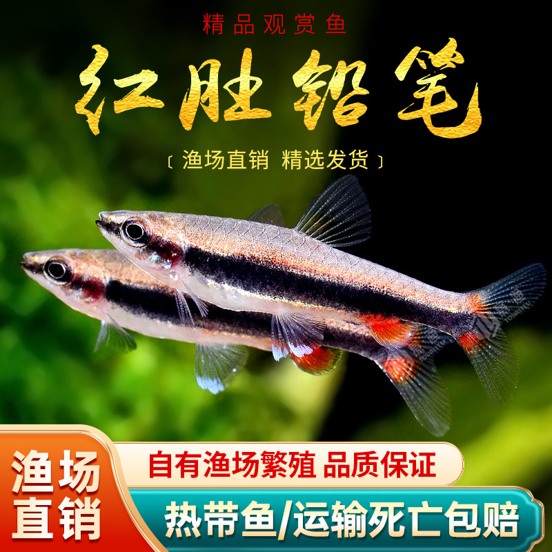 红肚铅笔鱼活体红背铅笔鱼紫焰铅笔火焰铅笔活体除吃丝藻热带观赏