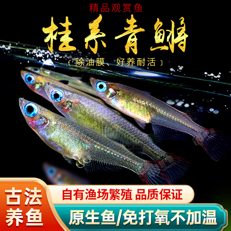 观背桂系青鳉蓝眼群游易养免打氧原生鱼除油膜淡水冷水不加温灯鱼