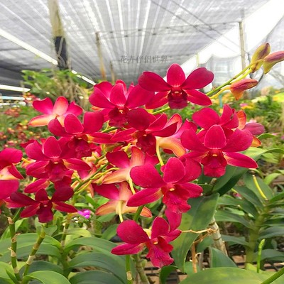 新品泰国秋石斛兰乐妹唇 原杯发货 石斛盆栽洋兰花卉绿植不带花苞