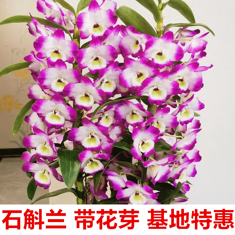 带花芽春石斛红国王紫玲珑洋兰盆栽甜心石斛兰花苗阳台绿植花卉苗