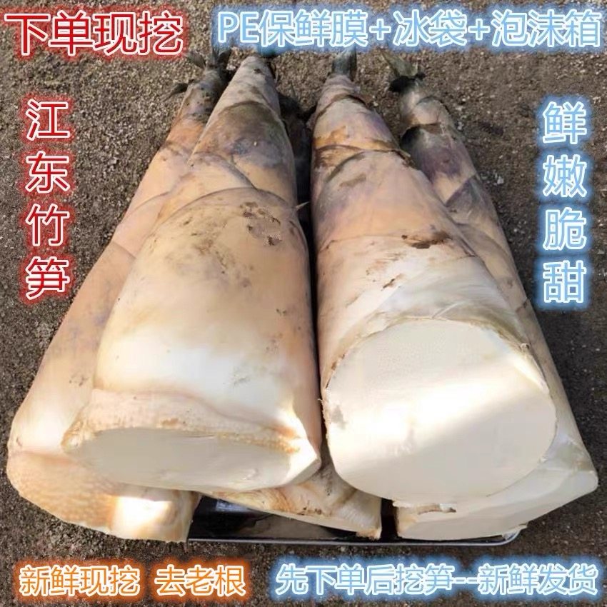潮州江东竹笋 甜笋新鲜甜嫩脆绿竹麻笋现挖农家野生春笋5斤装包邮