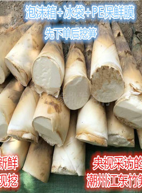 广东潮州江东竹笋现挖现发新鲜