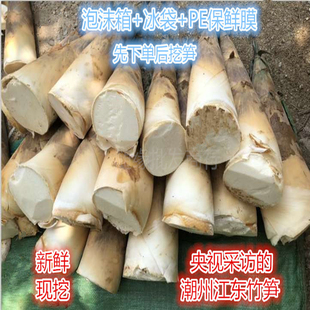广东潮州特产江东竹笋新鲜甜笋时令嫩春笋鲜笋沙地麻竹笋现挖现发