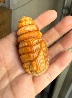 长白山琥珀木手把件手串佛珠八方招财蚕蛹手把件尺寸6.0味道醇厚