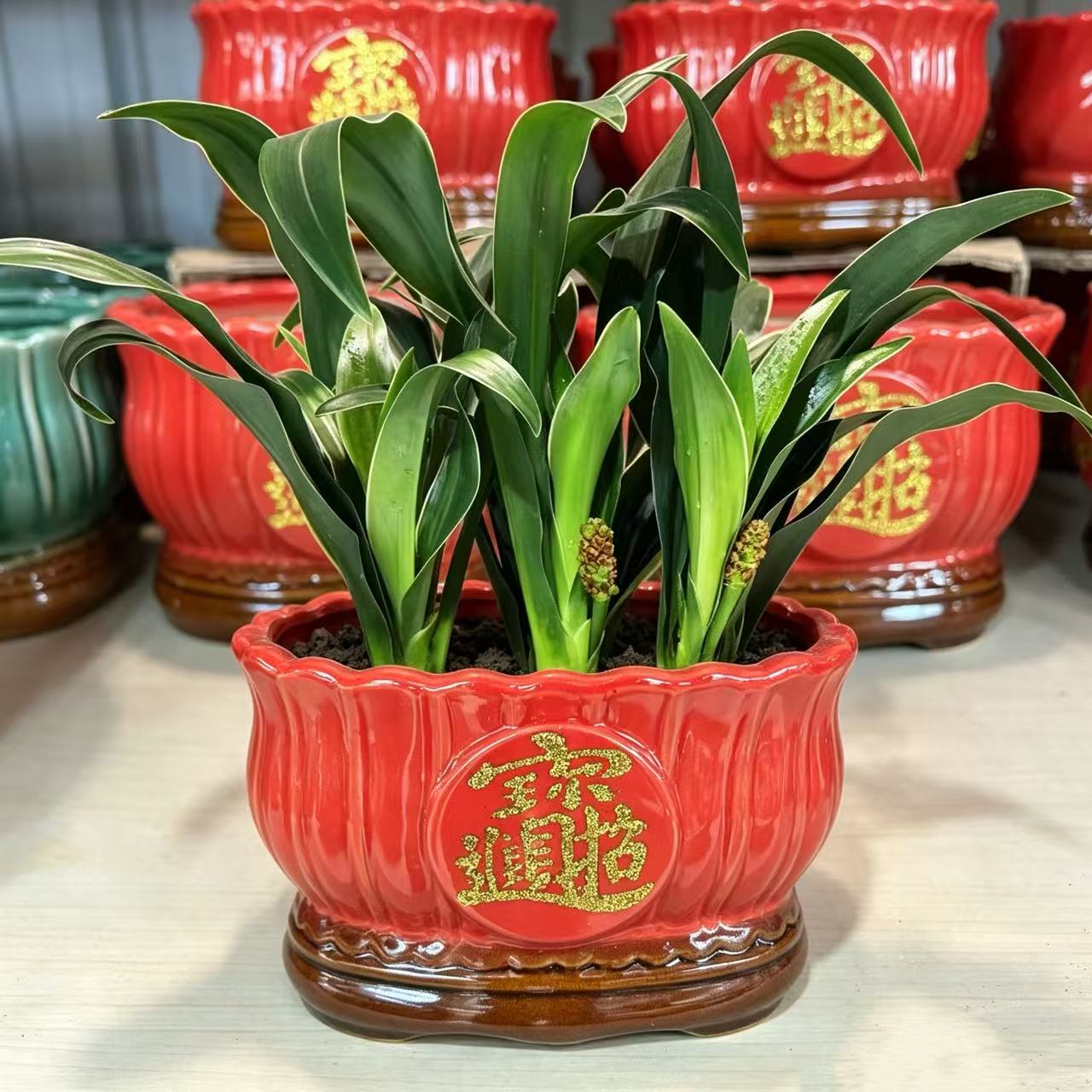 中华金边万年青好养桌面盆栽