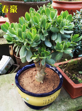 绿植玉树燕子掌客厅多肉植物包邮