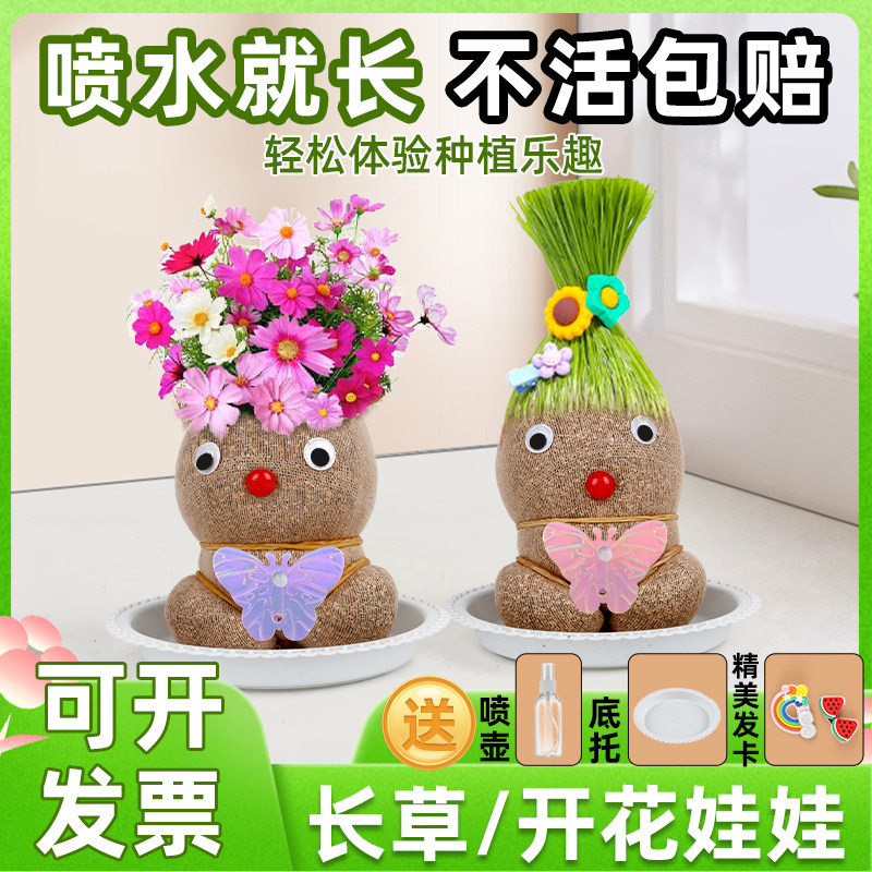 速发草头娃娃花意开创长草头迷你儿绿种植小盆栽室内桌面台水培童